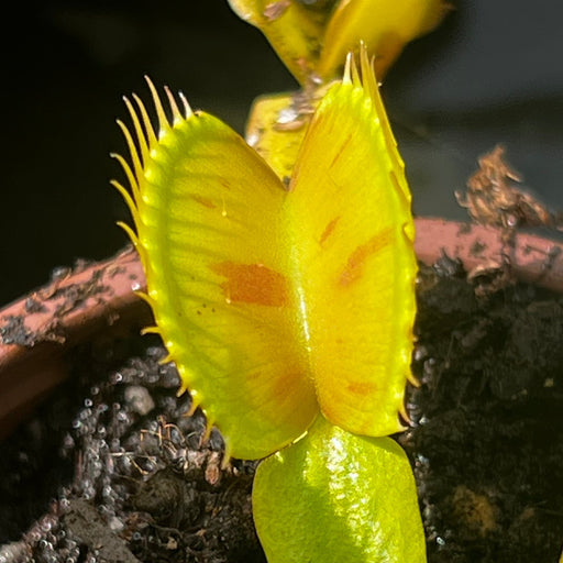 Dionaea muscipula 'Charly Mandon’s Spotted'