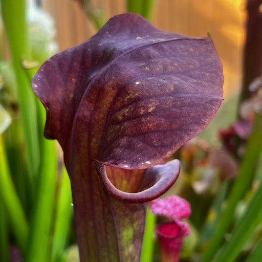 Sarracenia 'Troll'
