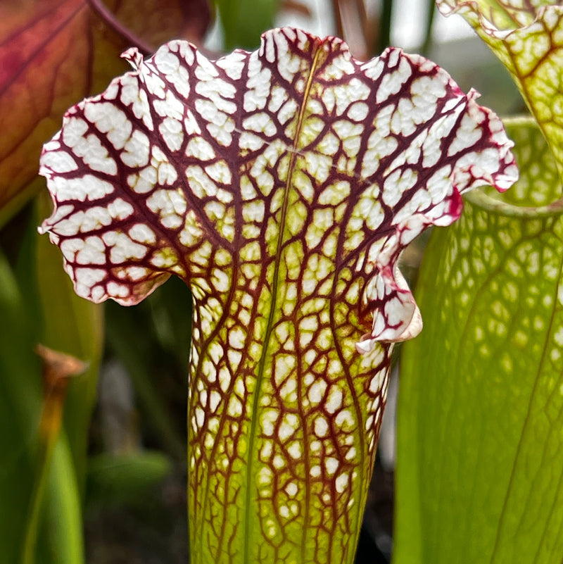 Sarracenia 'Asuka No. 4'