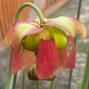 Sarracenia × moorei 'Leviathan'