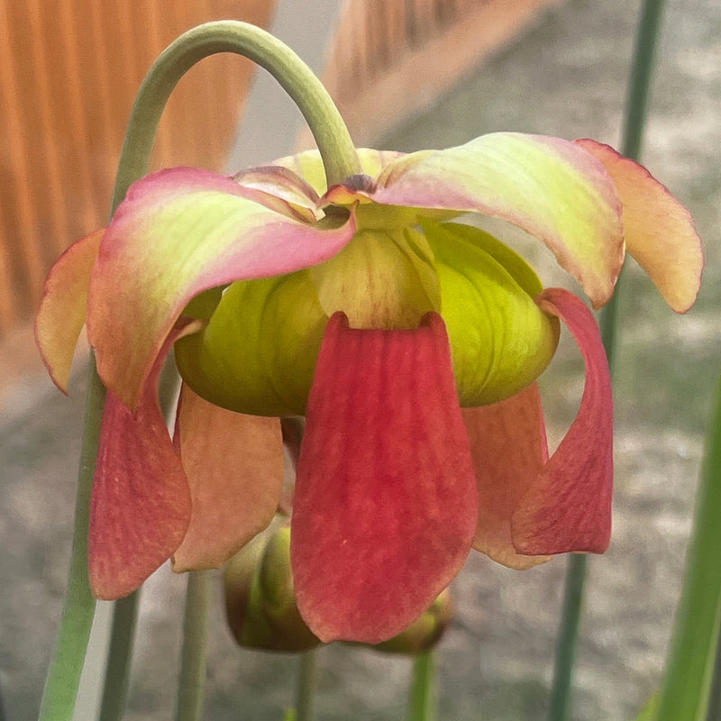 Sarracenia × moorei 'Leviathan'