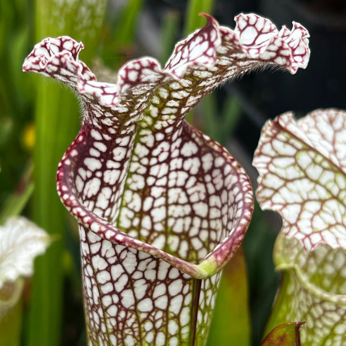 Sarracenia leucophylla var. leucophylla - Purple & White Giant