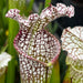Sarracenia leucophylla var. leucophylla - Purple & White Giant