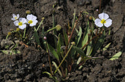 baldellia ranunculoides lesser water plaintain marginal pond plants mp010