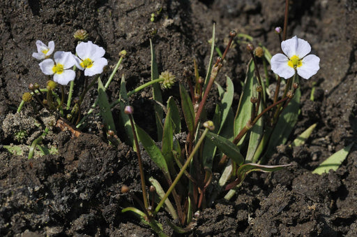 baldellia ranunculoides lesser water plaintain marginal pond plants mp010