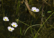 baldellia ranunculoides lesser water plaintain marginal pond plants mp010