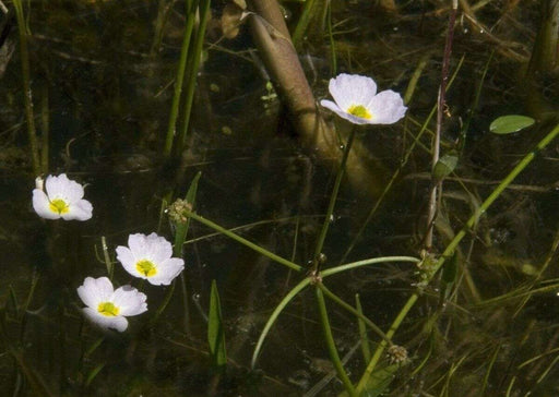 baldellia ranunculoides lesser water plaintain marginal pond plants mp010