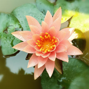 Water Lilies