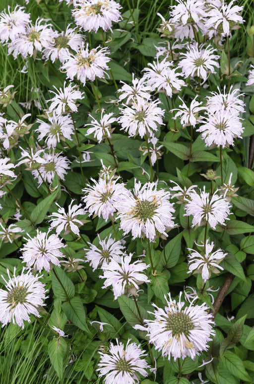 monarda bee bright marginal pond plants bp085a