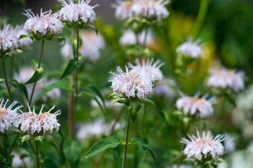 monarda bee bright marginal pond plants bp085a