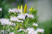monarda bee bright marginal pond plants bp085a