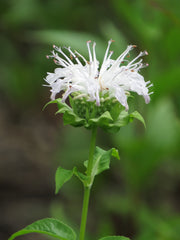 monarda bee bright marginal pond plants bp085a