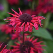 monarda bee happy marginal pond plants bp083
