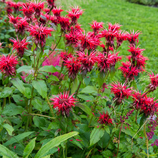 monarda bee happy marginal pond plants bp083