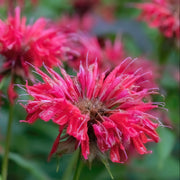 monarda bee happy marginal pond plants bp083