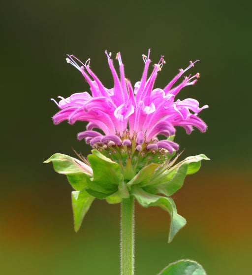 monarda bee lieve marginal pond plants bp084