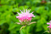monarda bee lieve marginal pond plants bp084