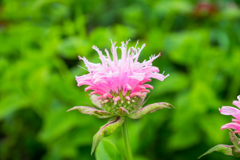 monarda bee lieve marginal pond plants bp084