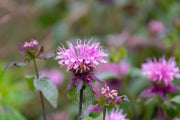 monarda bee lieve marginal pond plants bp084