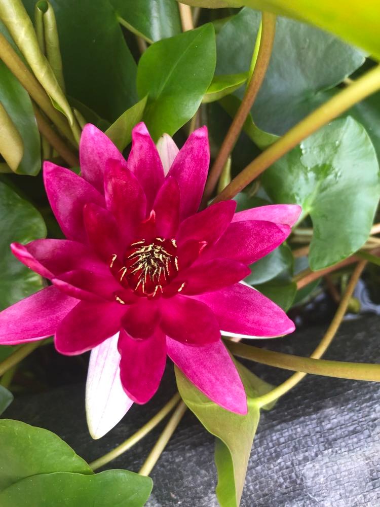 Nymphaea 'Black Princess'