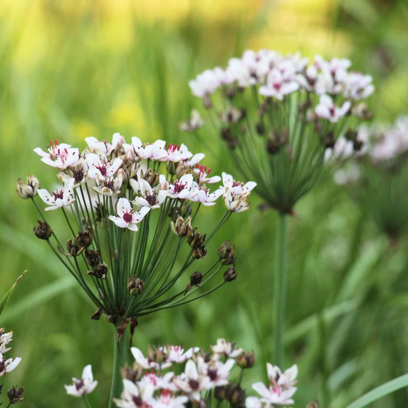 butomus umbellatus schneeweisschen marginal pond plants mp012