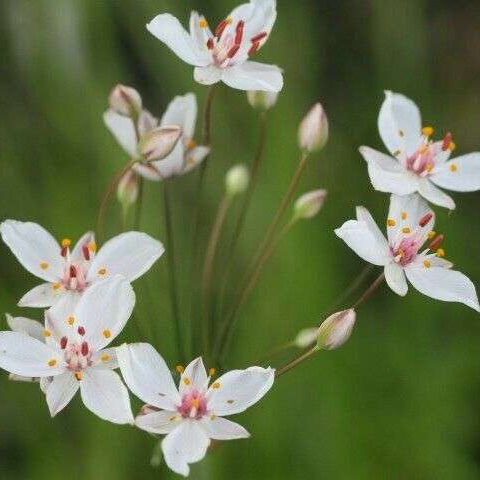 butomus umbellatus schneeweisschen marginal pond plants mp012