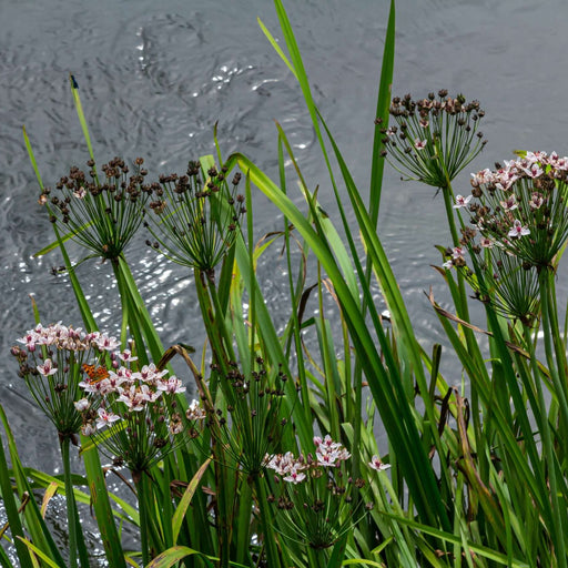 Butomus umbellatus (Flowering Rush)