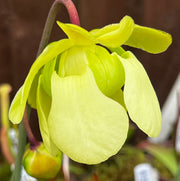 Sarracenia alata var. alata - Pubescent Form (Perdido, Alabama)