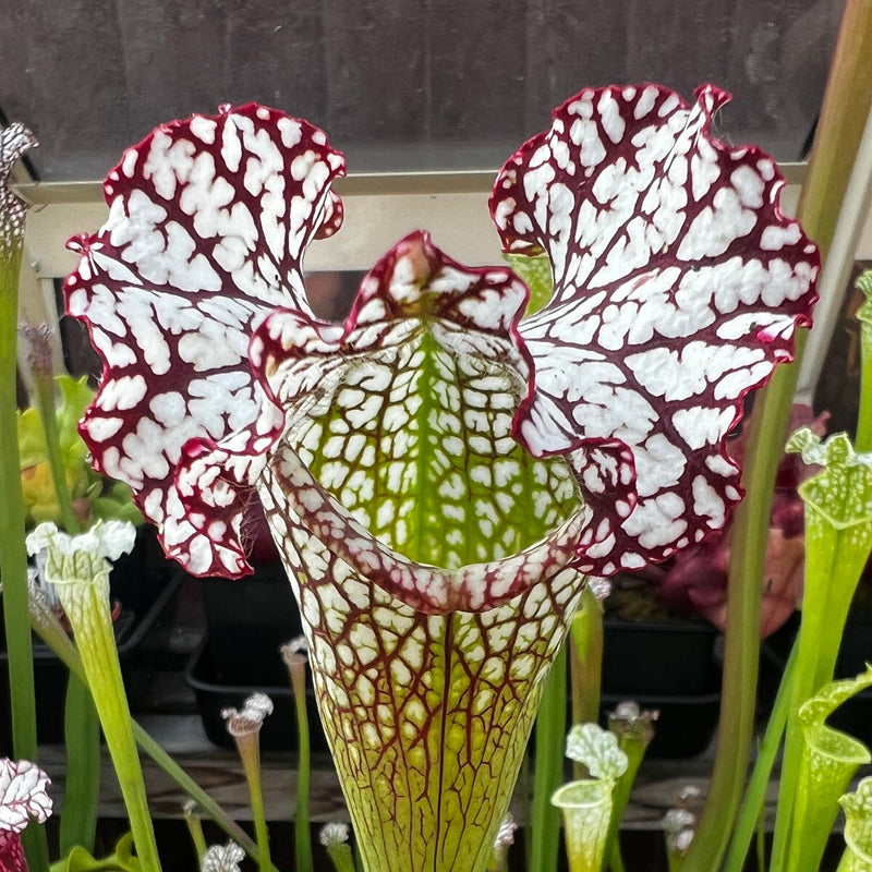 Sarracenia leucophylla 'Bocaza'