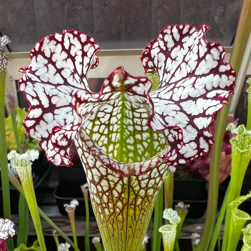 Sarracenia leucophylla 'Bocaza'
