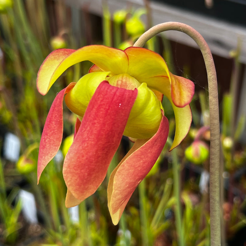 Sarracenia Tarn