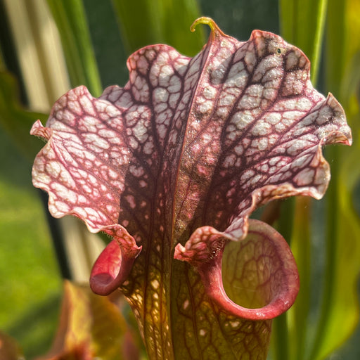 Sarracenia 'Leelous'