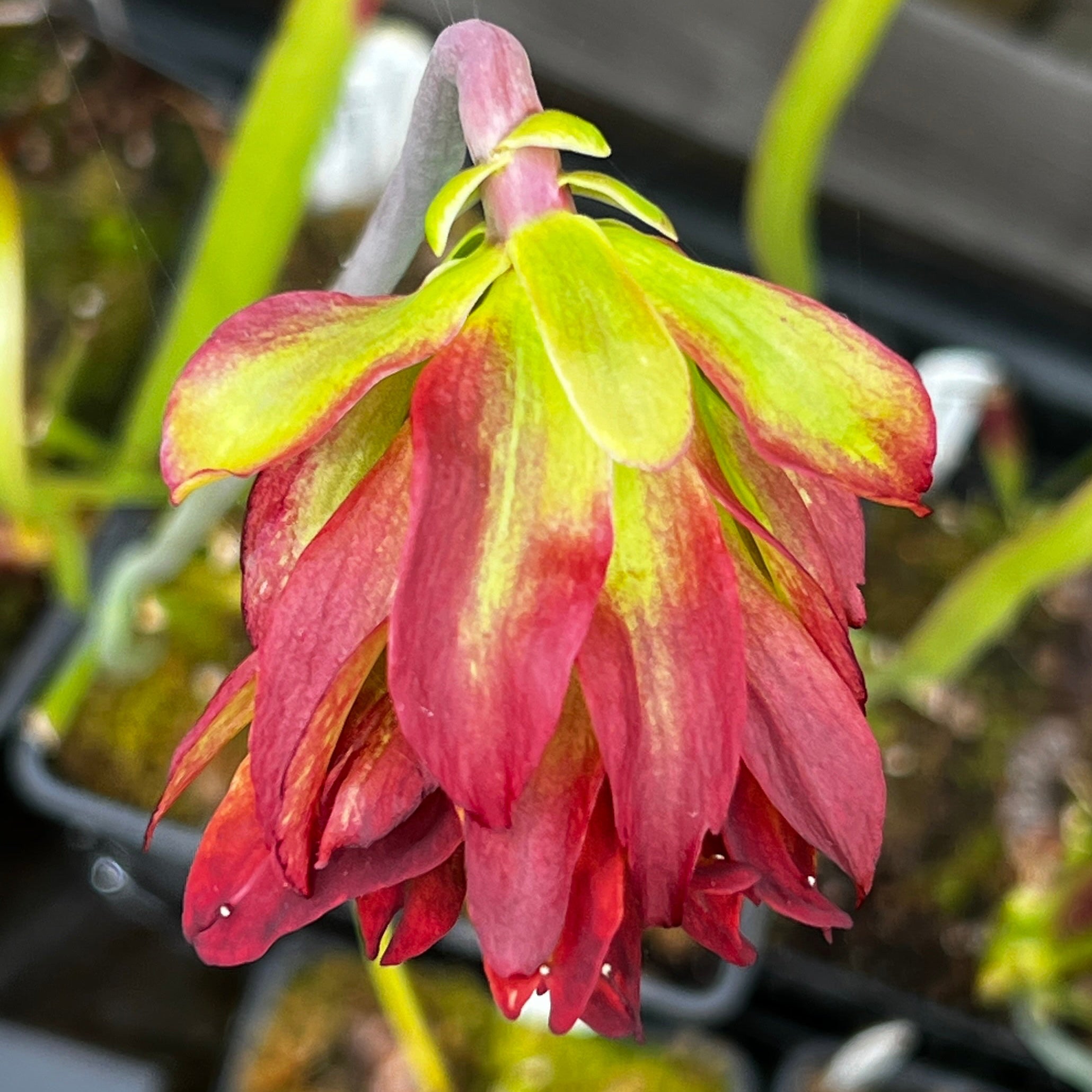 Sarracenia leucophylla 'Tarnok'