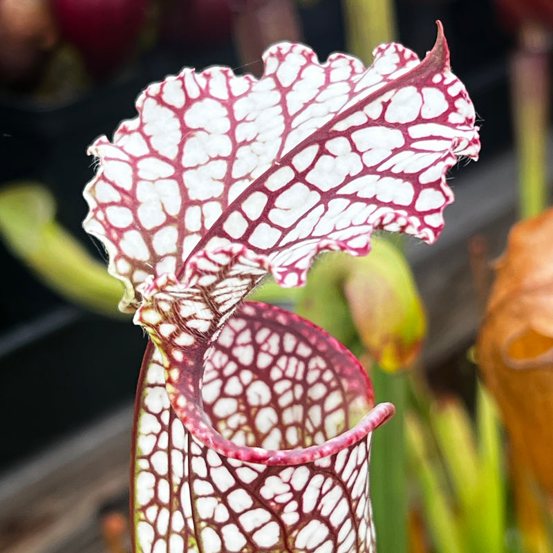 Sarracenia leucophylla - L3 Giant
