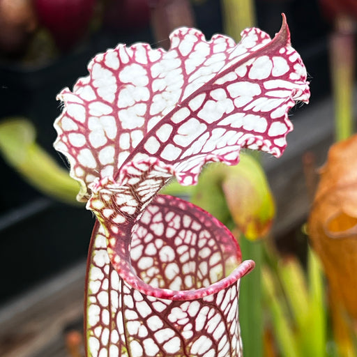 Sarracenia leucophylla - L3 Giant
