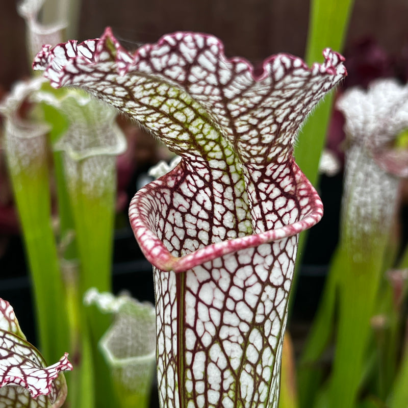 Sarracenia leucophylla var. leucophylla (Gas Station Site, Perdido, Alabama)