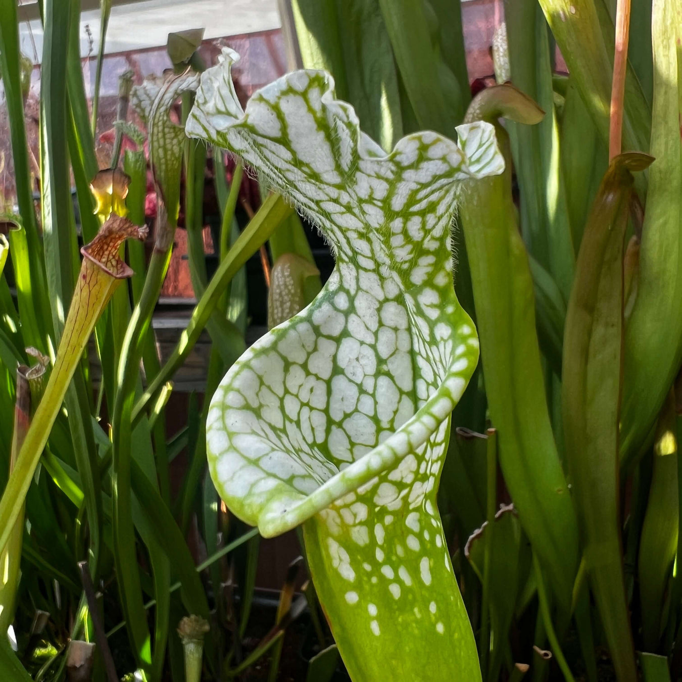 Sarracenia leucophylla var. alba