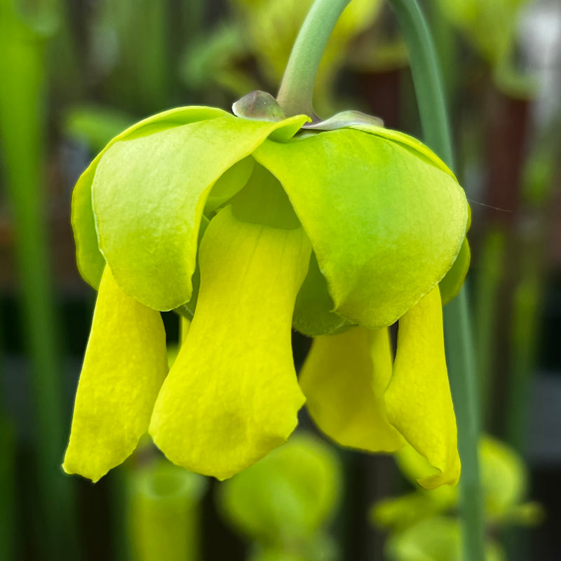 Sarracenia flava var. cuprea (Shallotte, Brunswick County, North Carolina)