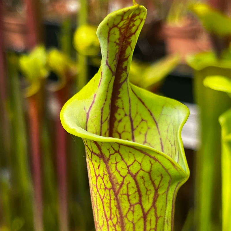 Sarracenia flava var. ornata - Lidless Form