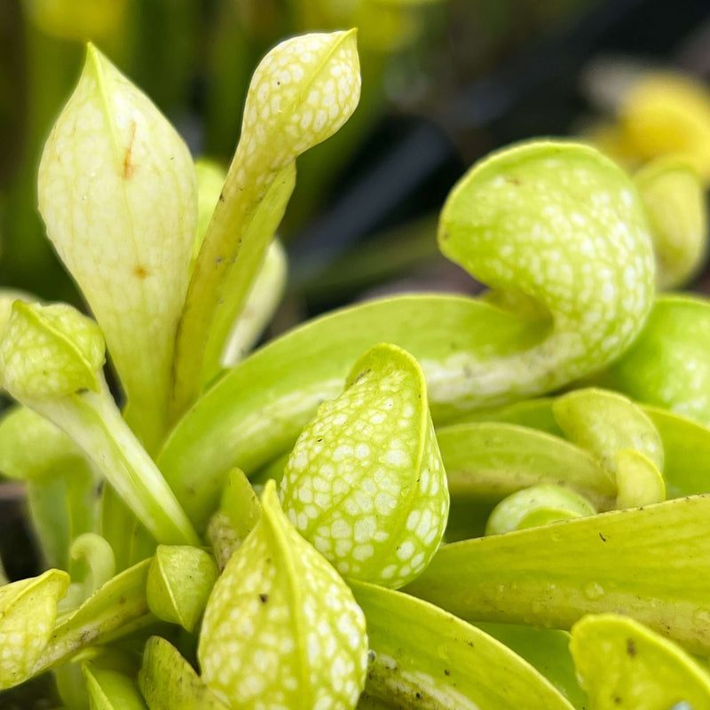 Sarracenia Psittacina Var. F. Viridescens (Wewahitchka Gulf County Florida)