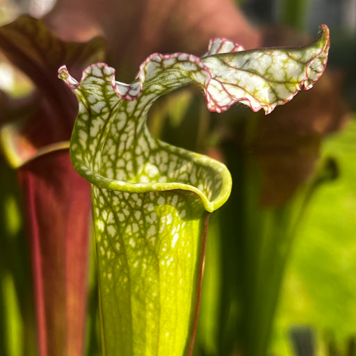 Sarracenia 'Taiappu'