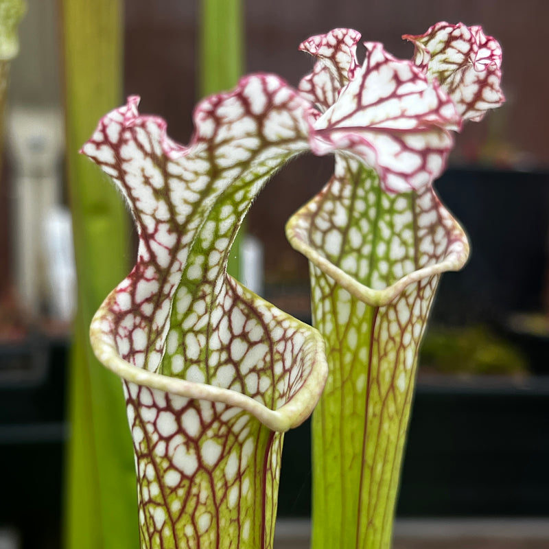 Sarracenia leucophylla - L3C Yuri Sarzi