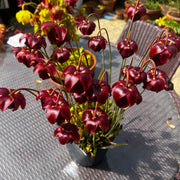 Sarracenia 'Hummer's Hammerhead'