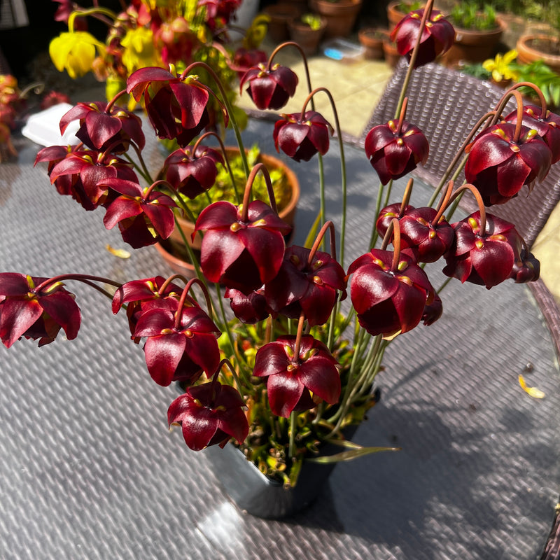 Sarracenia 'Hummer's Hammerhead'