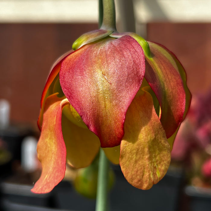 Sarracenia leucophylla 'Slack Clone' X 'Schnell's Ghost'