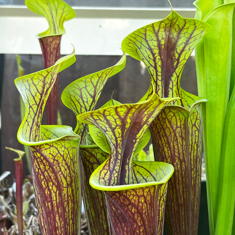 Sarracenia flava var. rubricorpra 'Roy Lancaster'