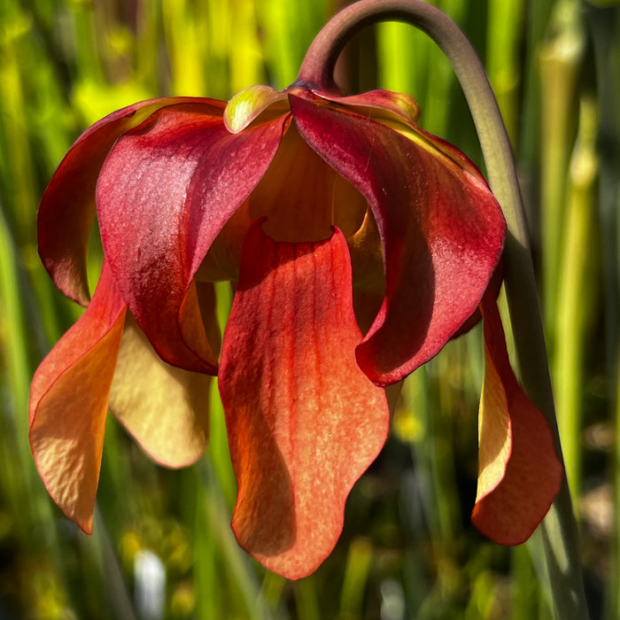 Sarracenia 'Iamsatyricon'