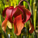 Sarracenia 'Iamsatyricon'