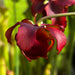 Sarracenia × readii MS-SH014