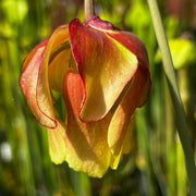 Sarracenia × moorei - Mike King Unknown 2021 A